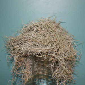 Bunch of spanish moss on a glass vase