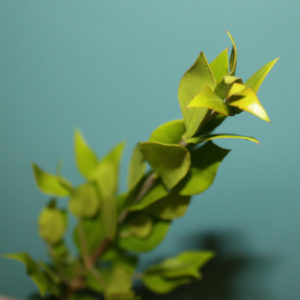 A branch of myrtle with a teal background