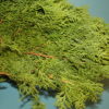 Branch of lush, green Arborvitae with dense, feathery foliage, set against a rich teal background, highlighting its vibrant color and texture.