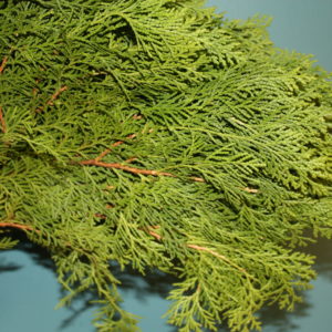 Branch of arborvitae in front of a teal background
