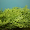 Arborvitae - Image 2