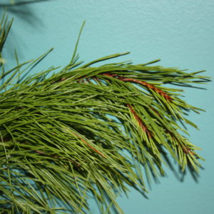 Branch of aroma pine in front of a wall