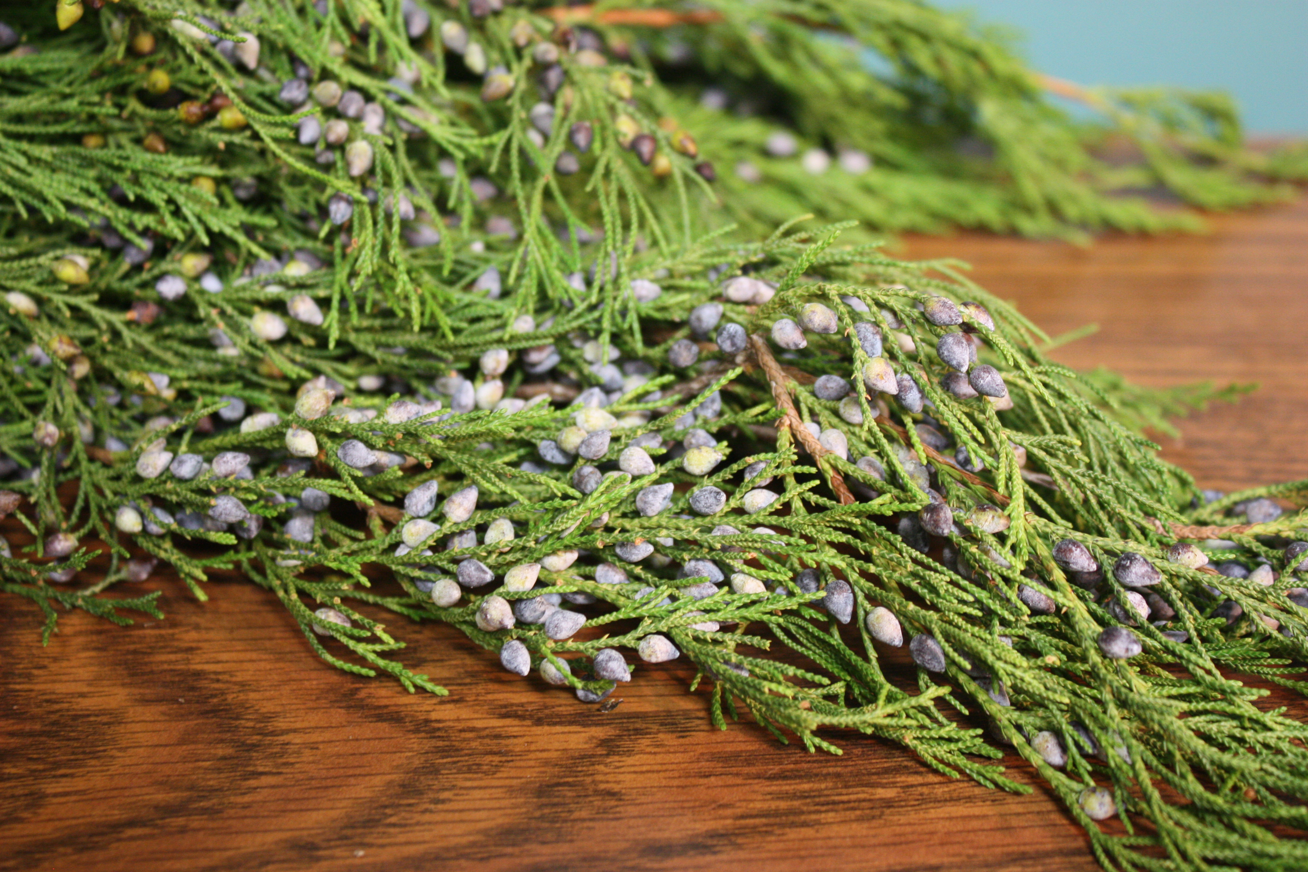 Blueberry Cedar foliage laid on a table — filler greens for bouquets.