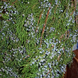 Bundle of blueberry cedar branches