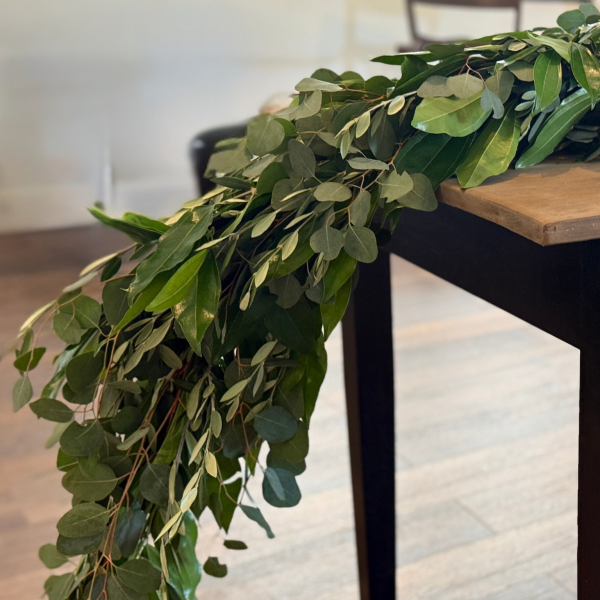 Cocculus, Eucalyptus, and Olive
