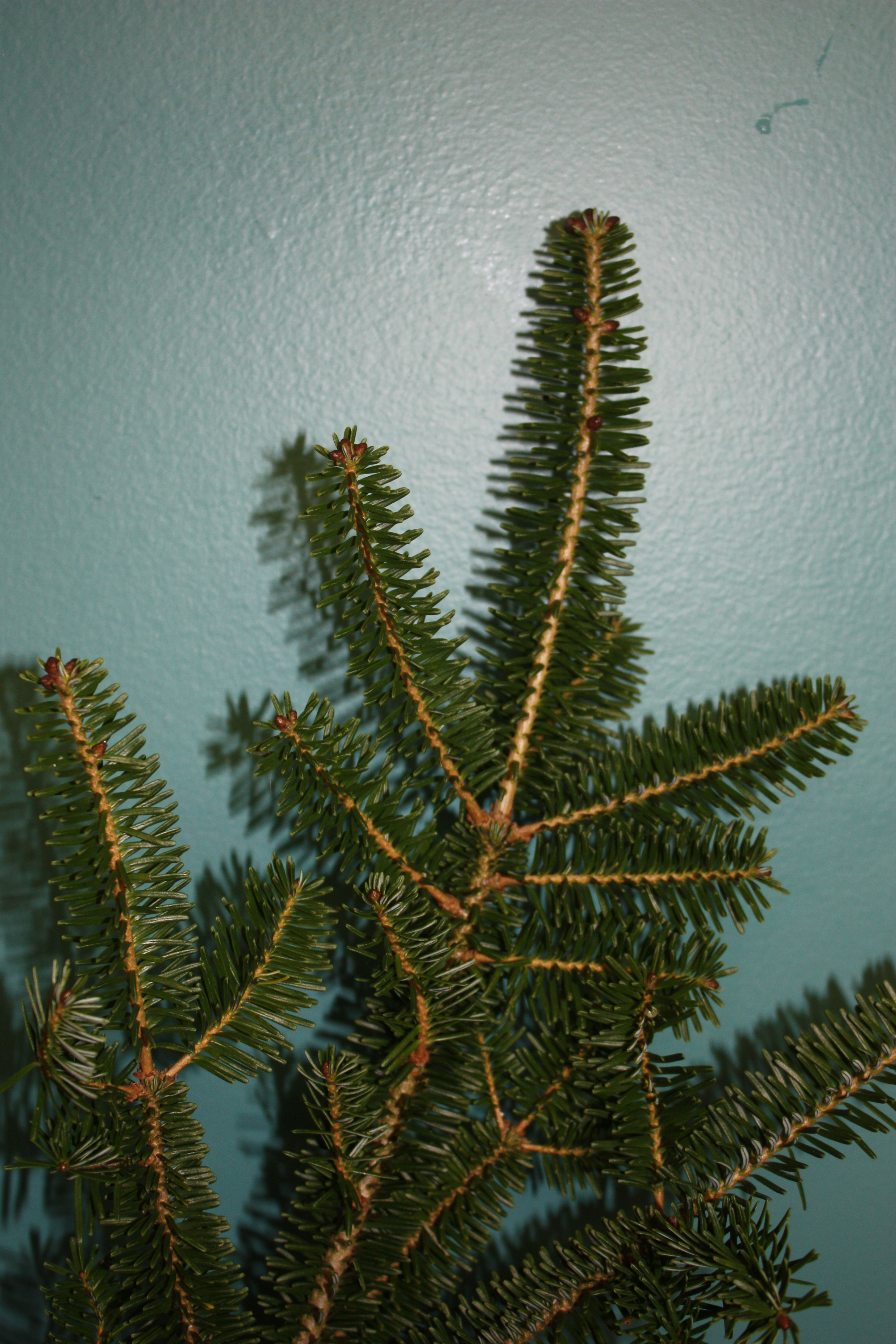 North Carolina Fraser Fir