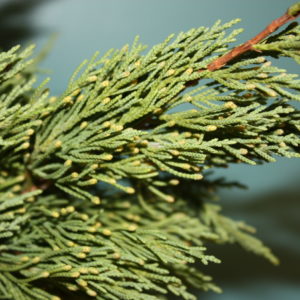 Gold tip cedar branch