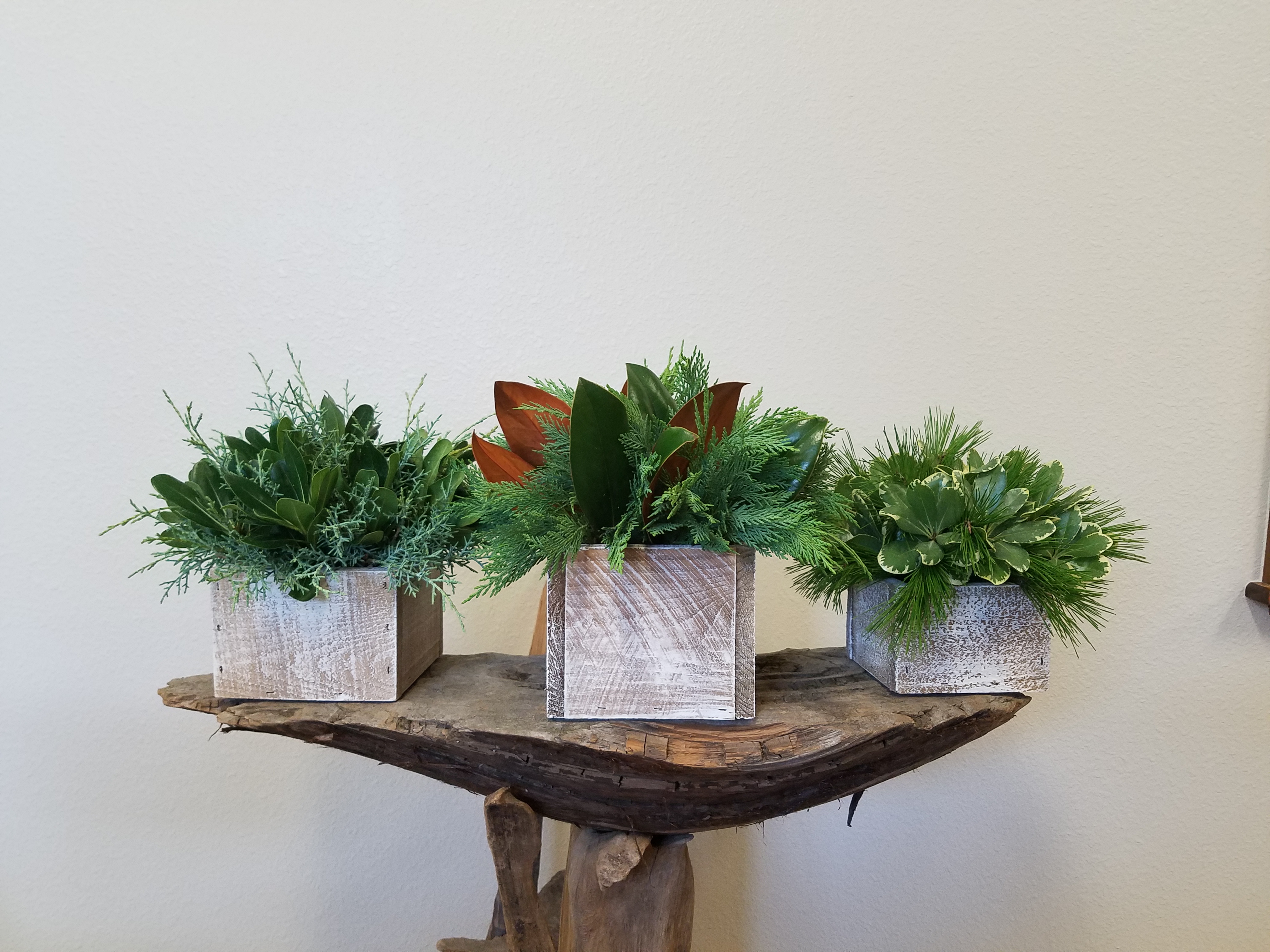 Woodland Planters Alpha Fern