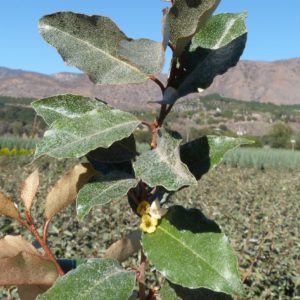 Eleagnus plant growing in a field