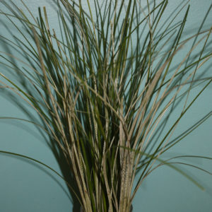 A tall glass vase displaying an assortment of Bear Grass with thin, elongated green leaves that reach upward.