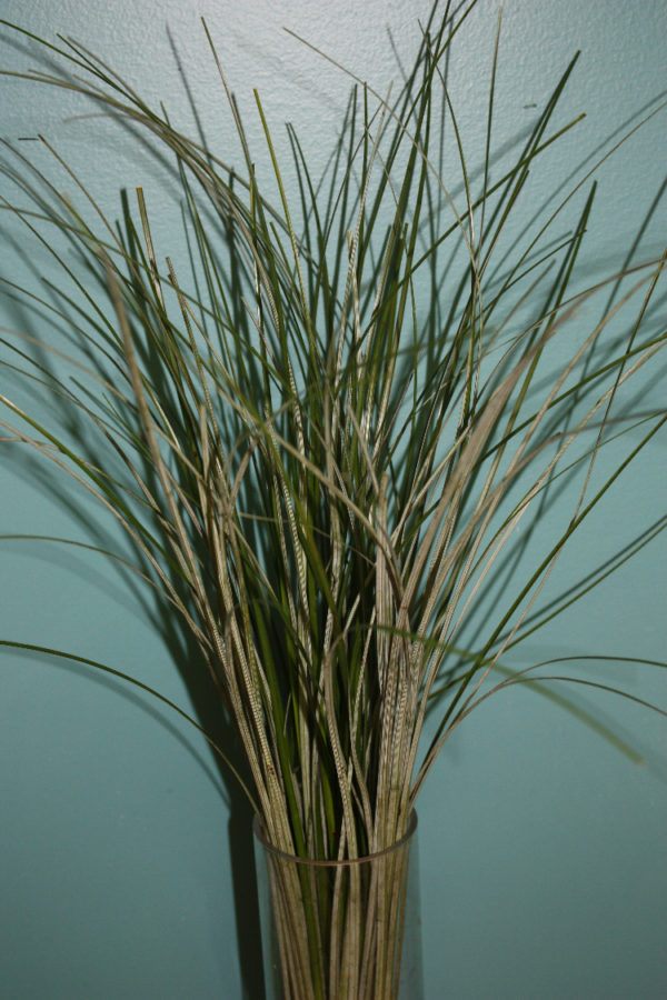 A tall glass vase displaying an assortment of Bear Grass with thin, elongated green leaves that reach upward.