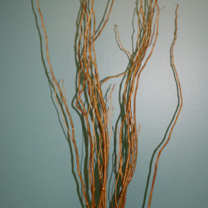 A collection of tall, thin, golden-brown Curly Willow branches stand upright in a vase.