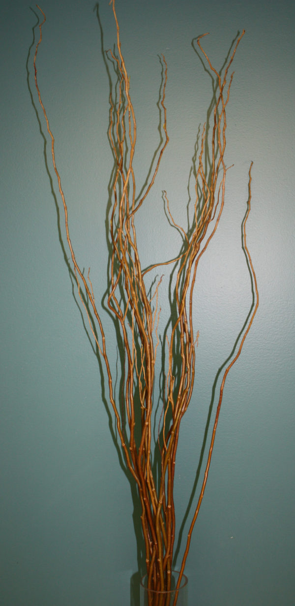 A collection of tall, thin, golden-brown Curly Willow branches stand upright in a vase.