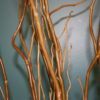 Curly Willow - Image 2