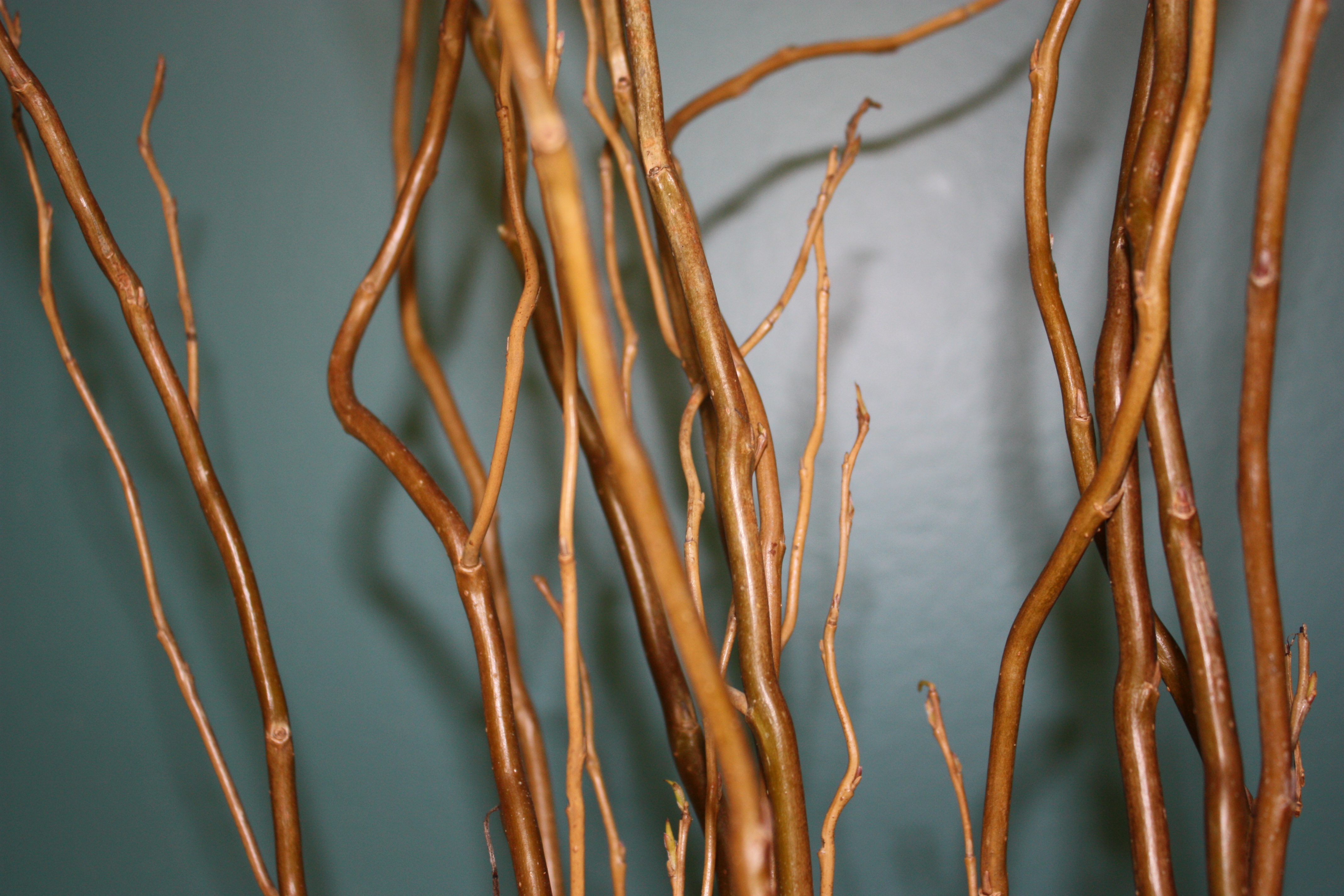 Curly willow branches