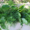 Salal, Sprengeri & Tree Fern - Image 3