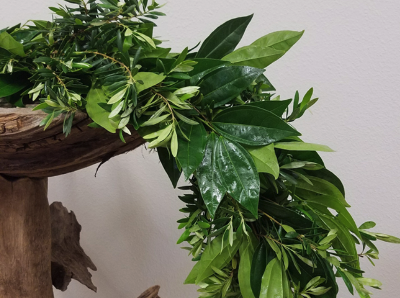 Cocculus and Olive Displayed on Wooden Table