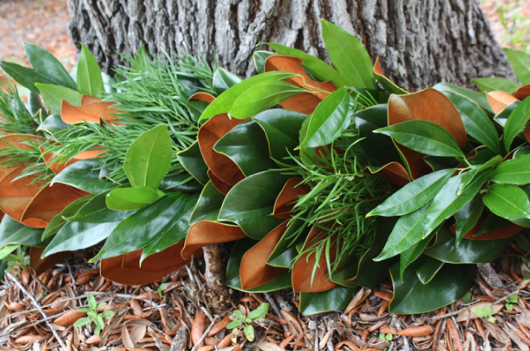 Weeping Podocarpus at the Base of a Tree