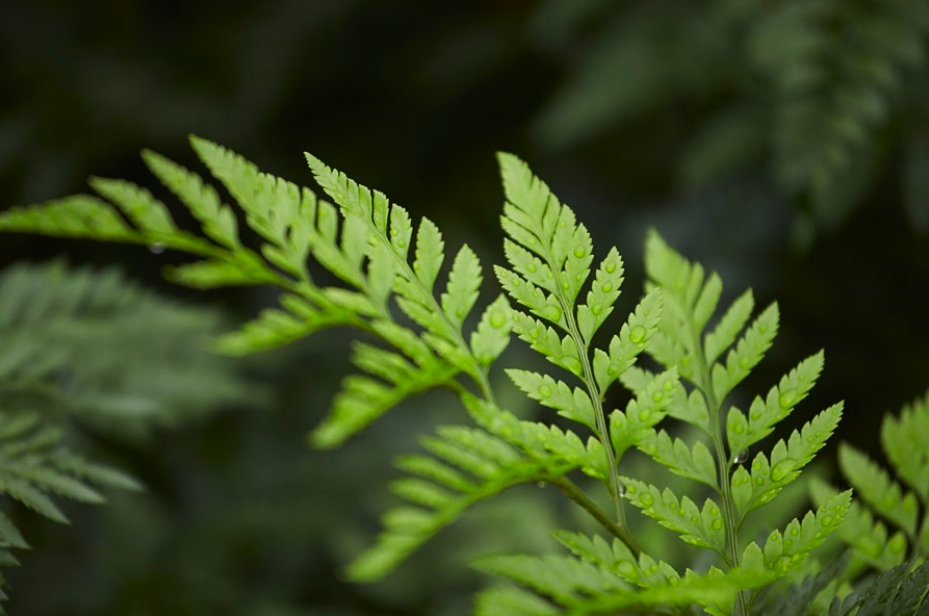 Closeup of Alpha Fern's Leatherleaf product