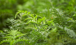 Closeup of Leatherleaf Greenery