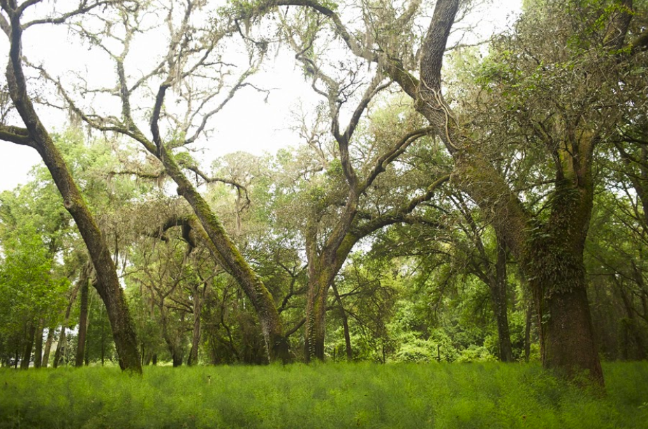 Wooded acres where Alpha Fern Company grows Florida native ferns and foliage