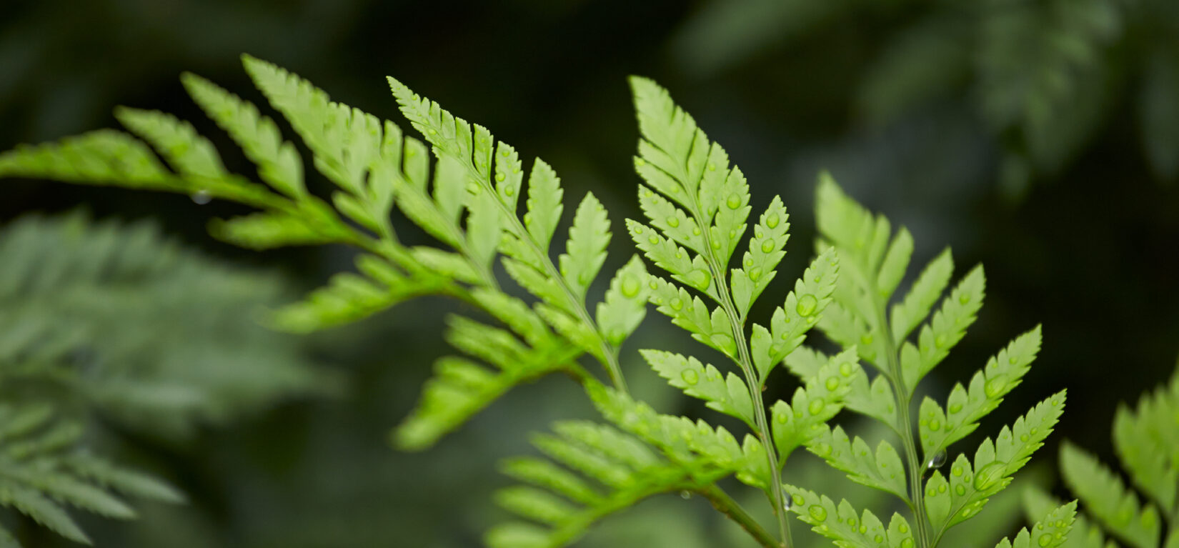 Round Everyday Wreath - Alpha Fern Wreath Options