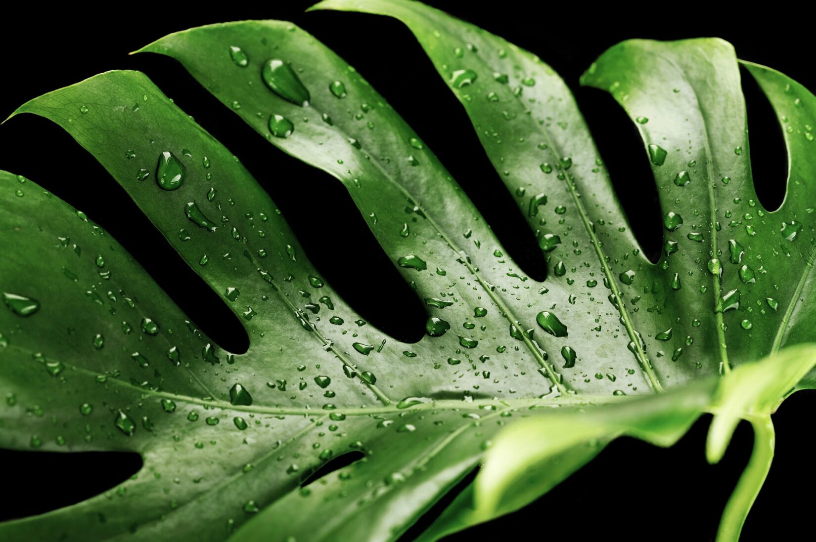 Fresh Monstera with Water Droplets