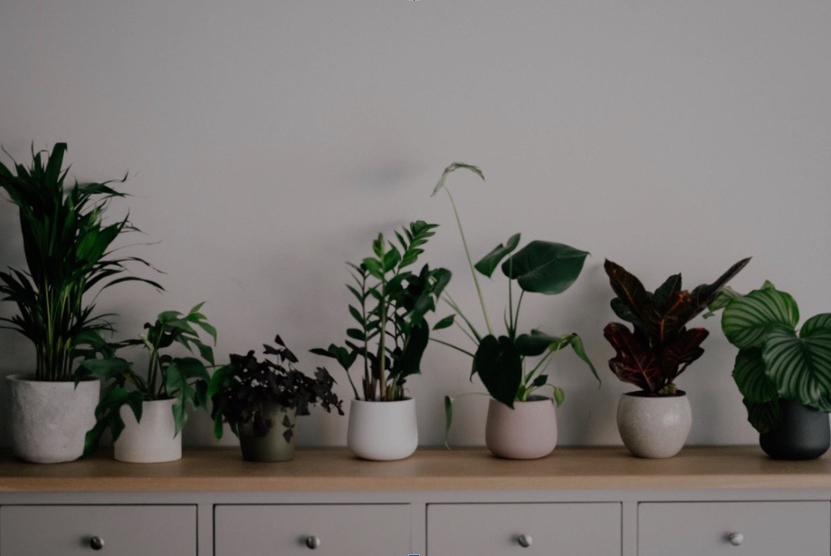 Line of small plants on a dresser