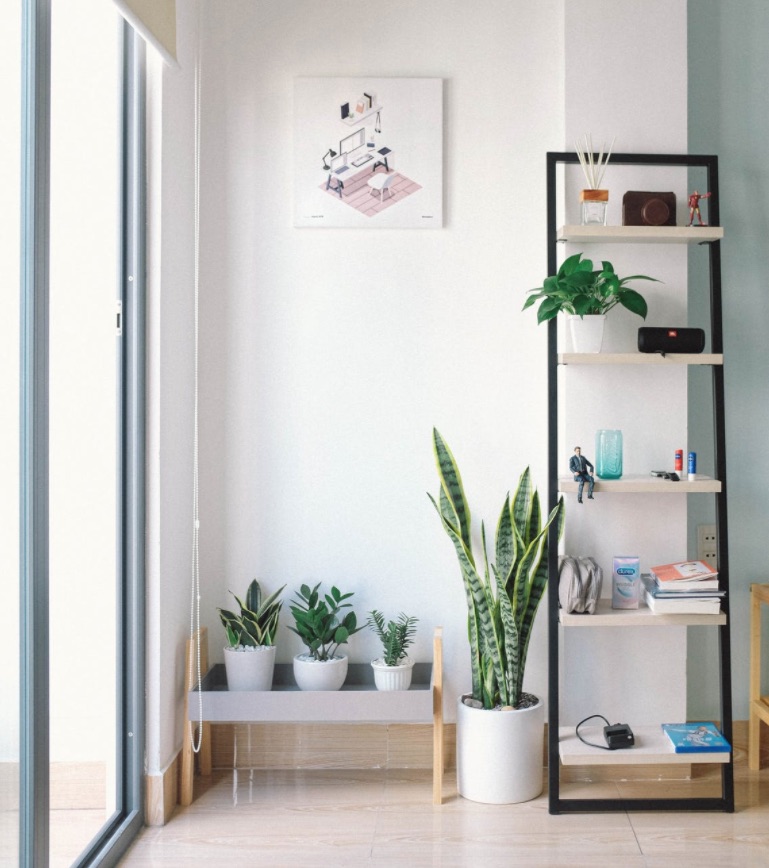 Indoor plants next to shelf