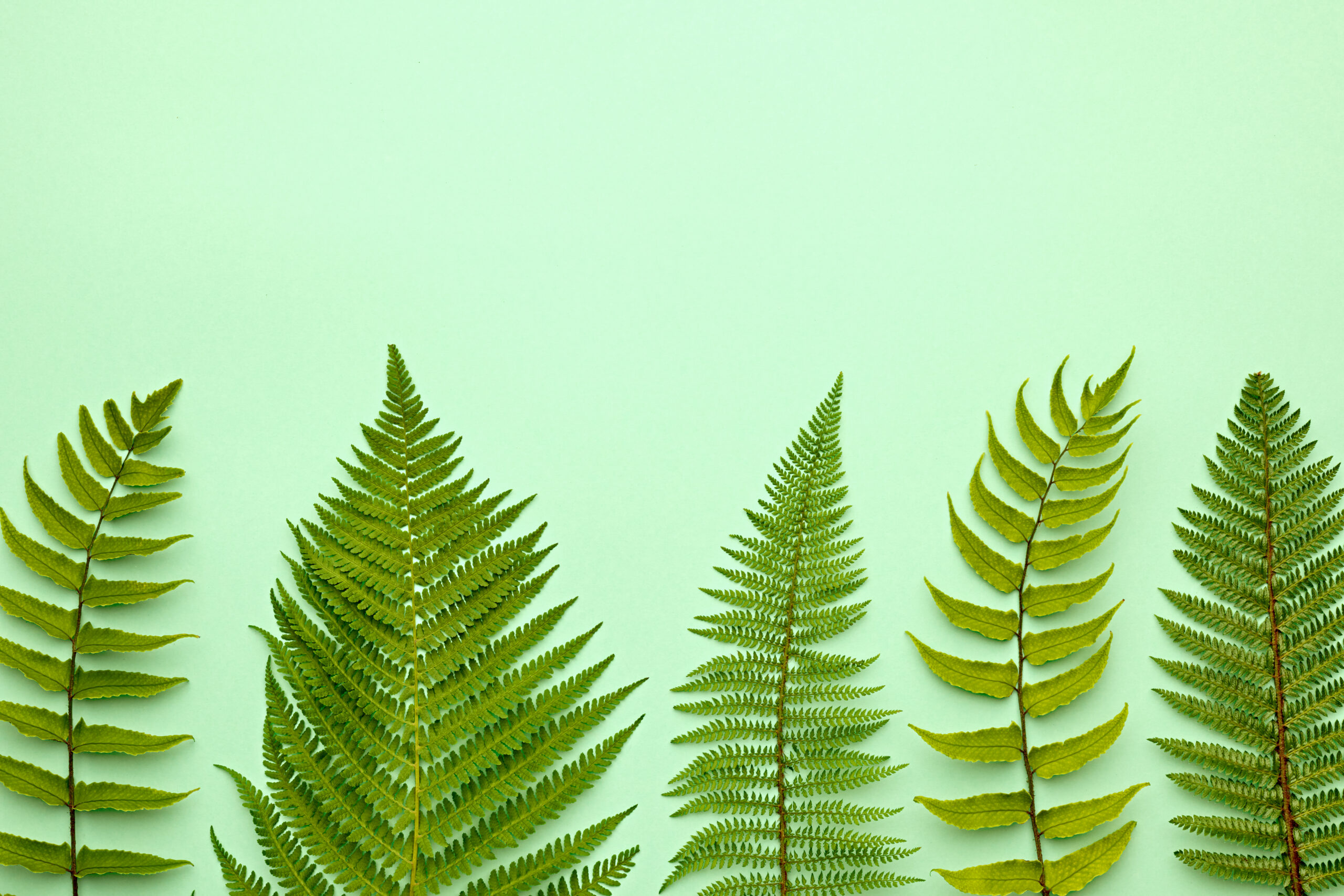 A variety of ferns laid on a green background