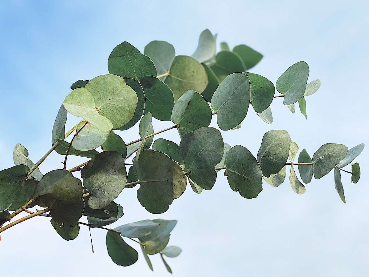 A Eucalyptus branch against a blue background. Greenery for flower arrangements.