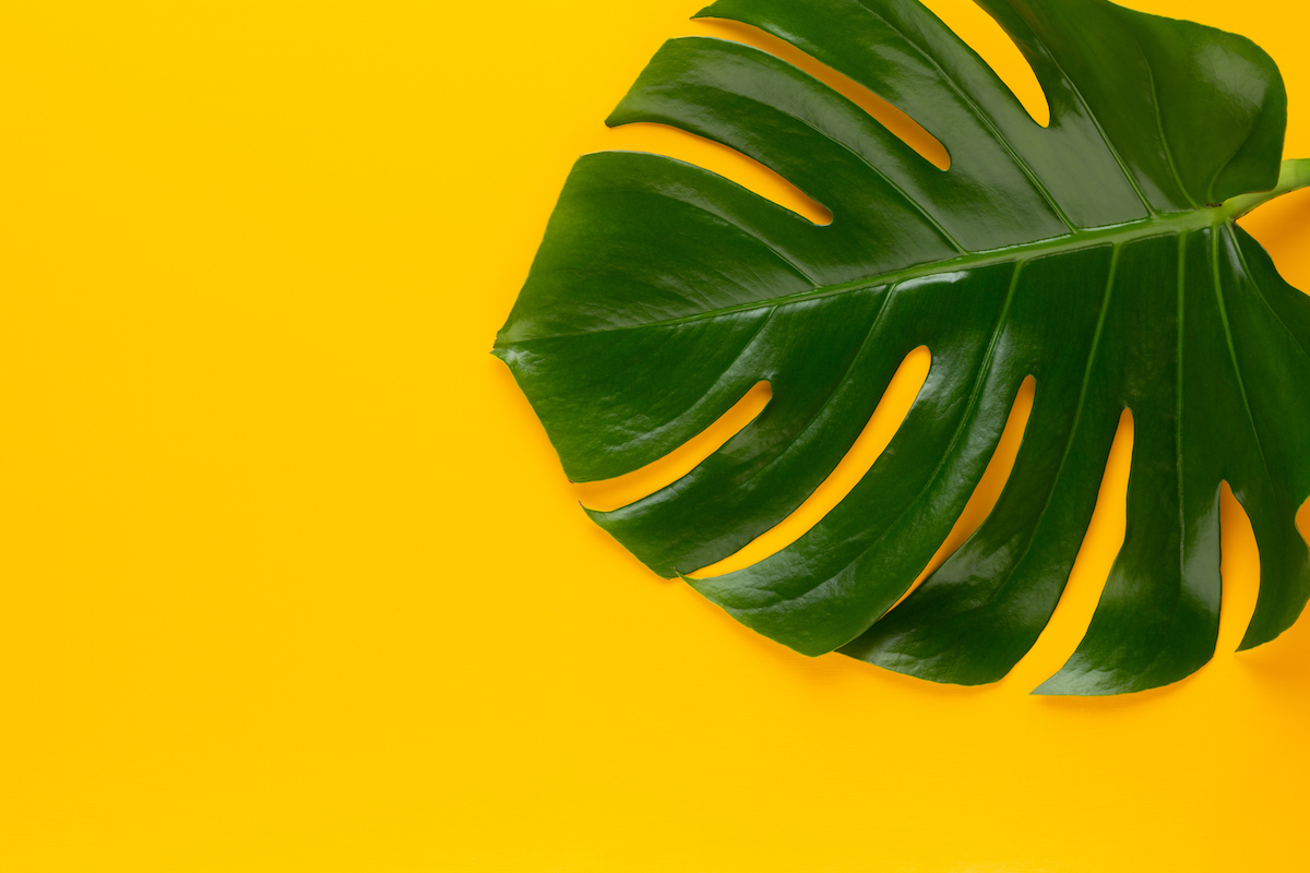 A Monstera leaf on a yellow background. Greenery for flower arrangements.