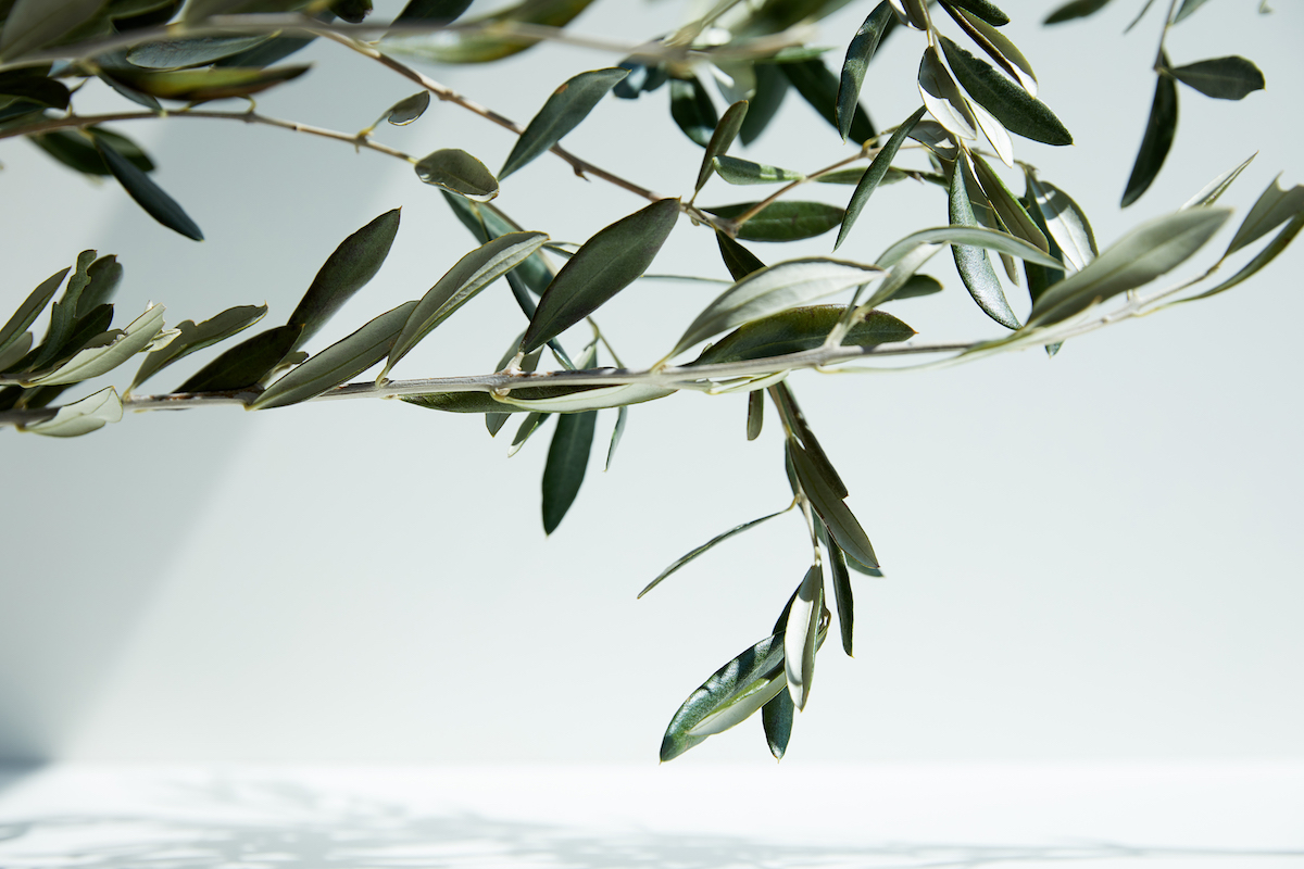 An Olive branch against a white background. Greenery for flower arrangements.