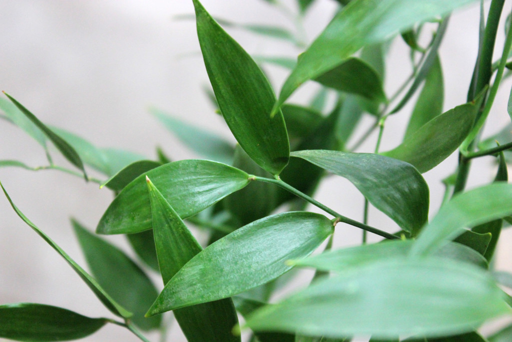 A close up shot of an Italian Ruscus plant's leaves. Greenery for flower arrangements.