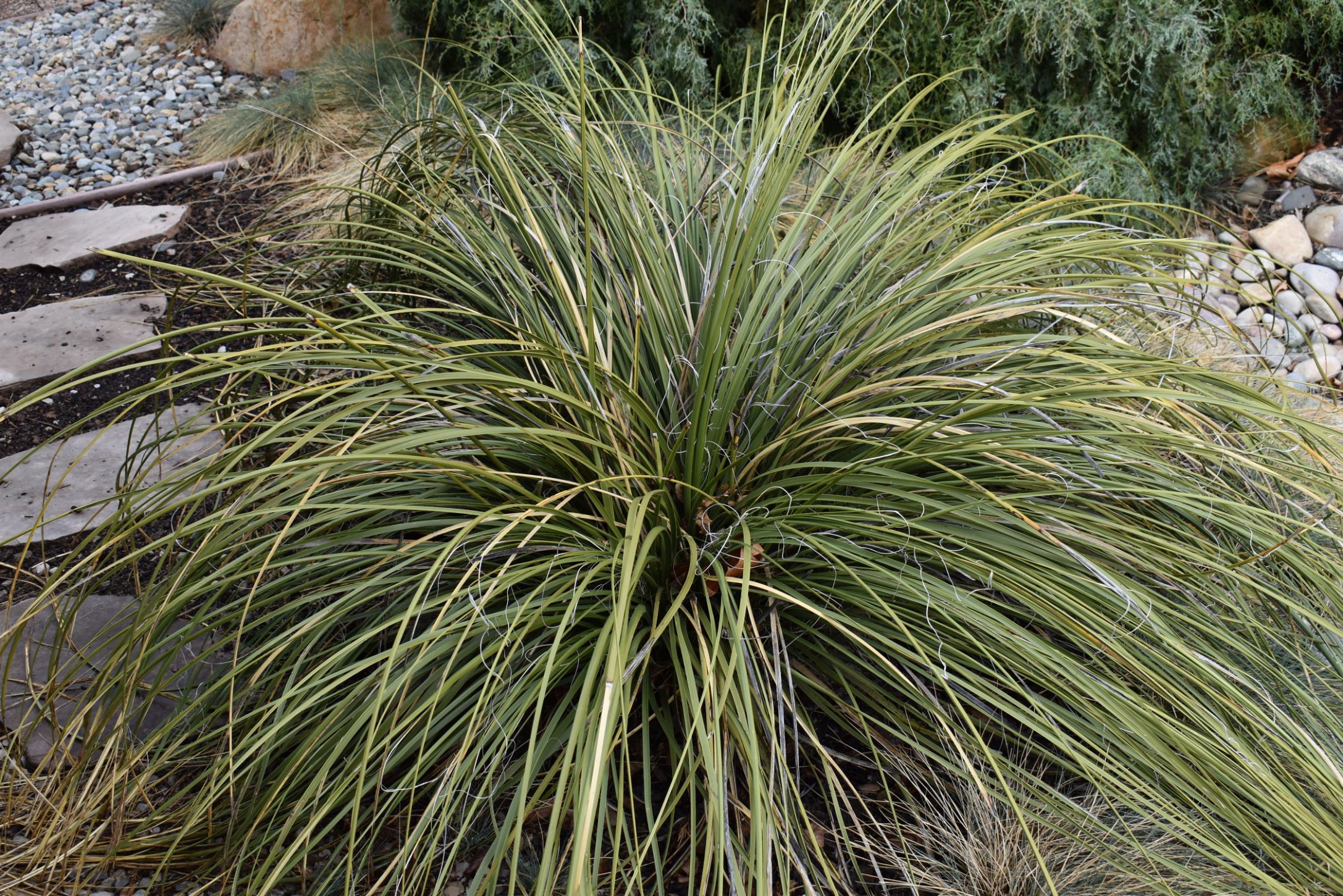 bear grass foliage.