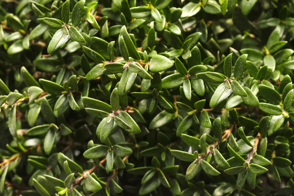 Myrtle foliage — filler greens for bouquets.