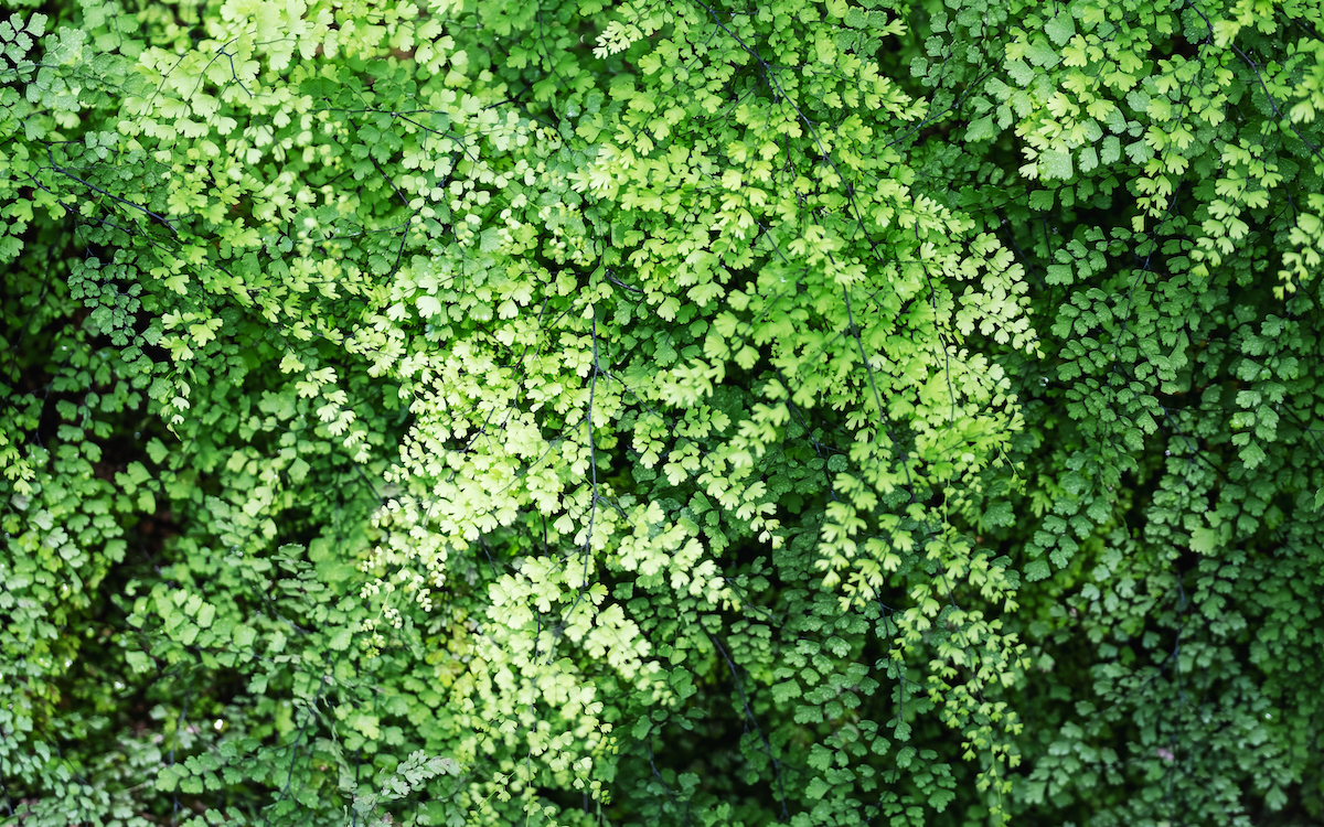 closeup of maidenhair foliage.