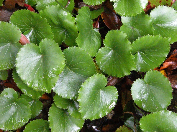 Galax foliage.