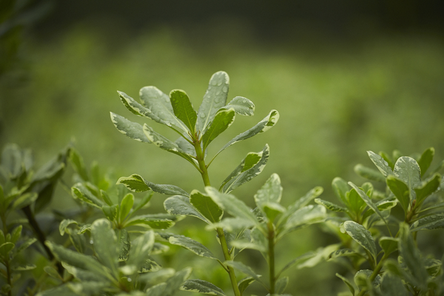 Pittosporum foliage up close — filler greens for bouquets.