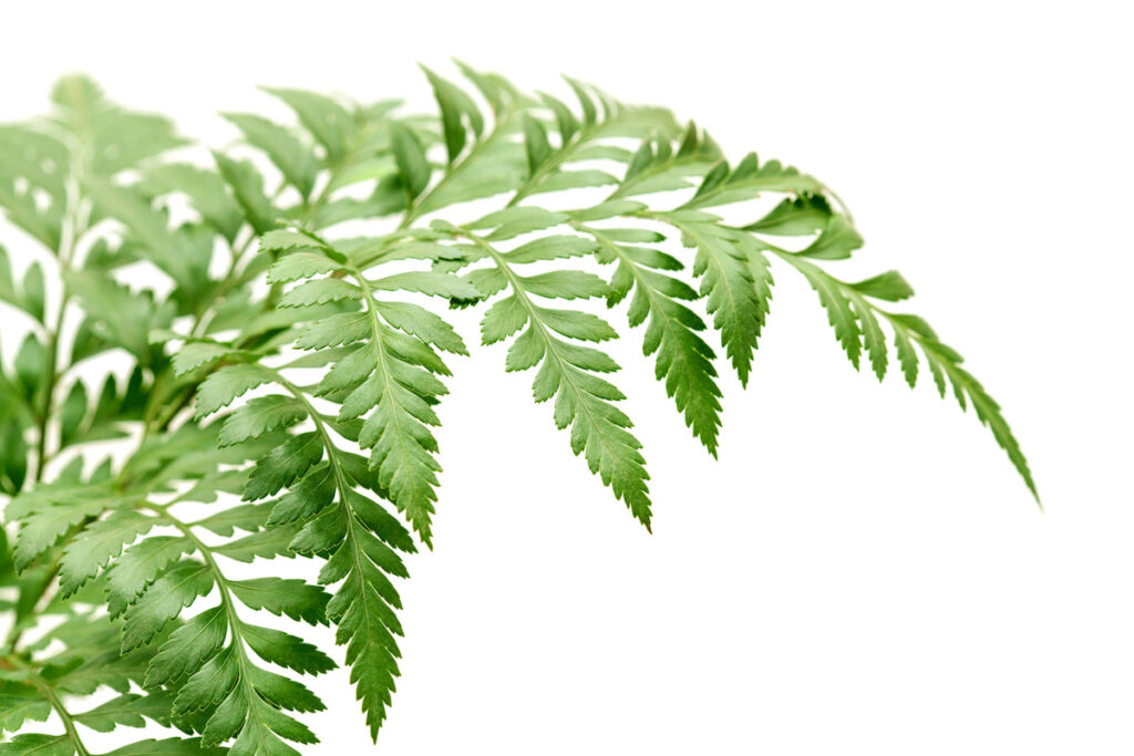 Leatherleaf leaves against a white background.