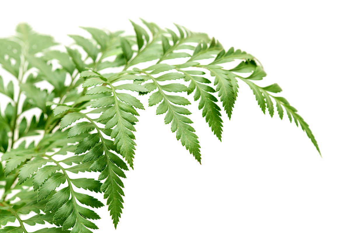 Leatherleaf leaves against a white background. 