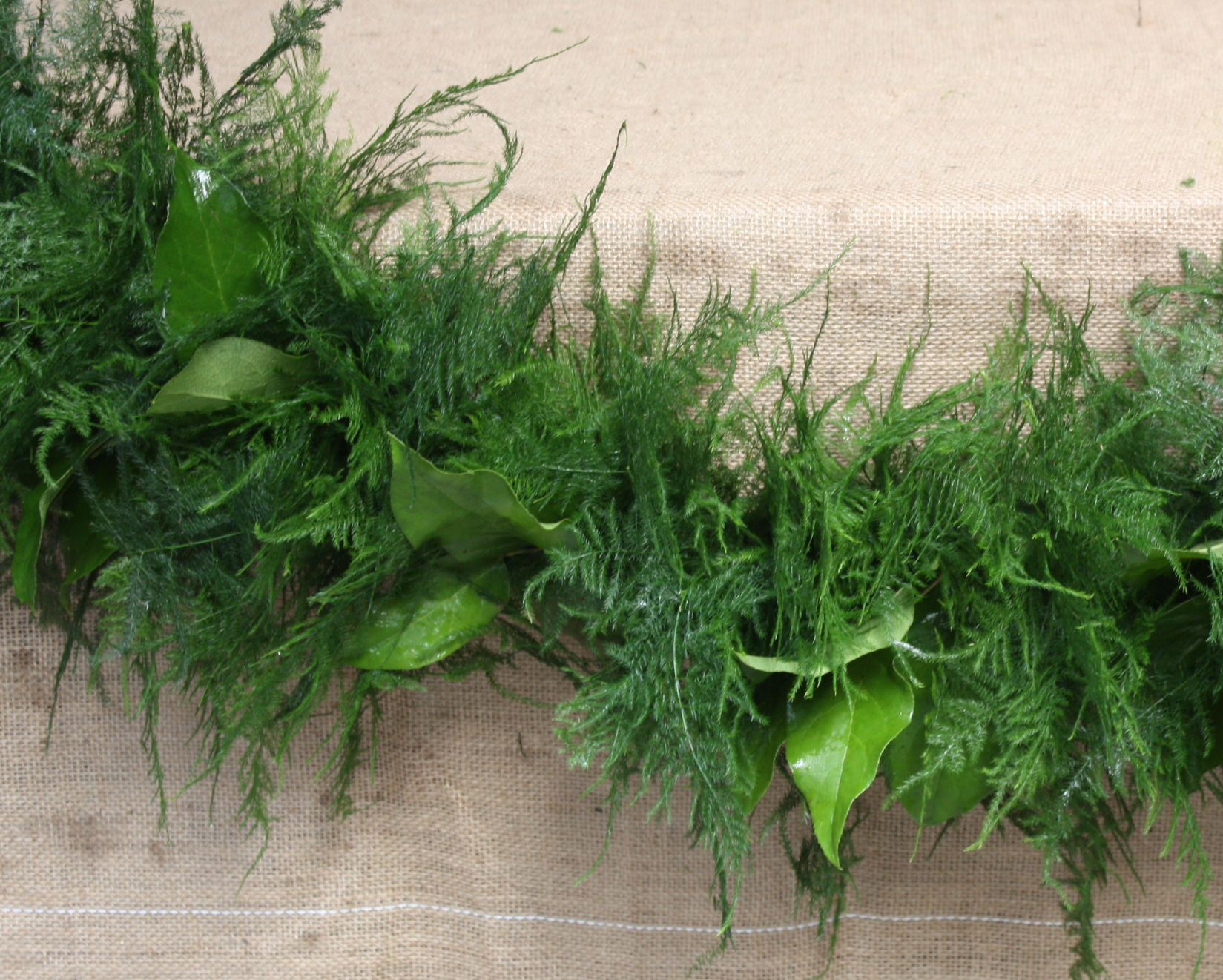 Moss, Fresh Sheet  Cut Floral Greens - Alpha Fern