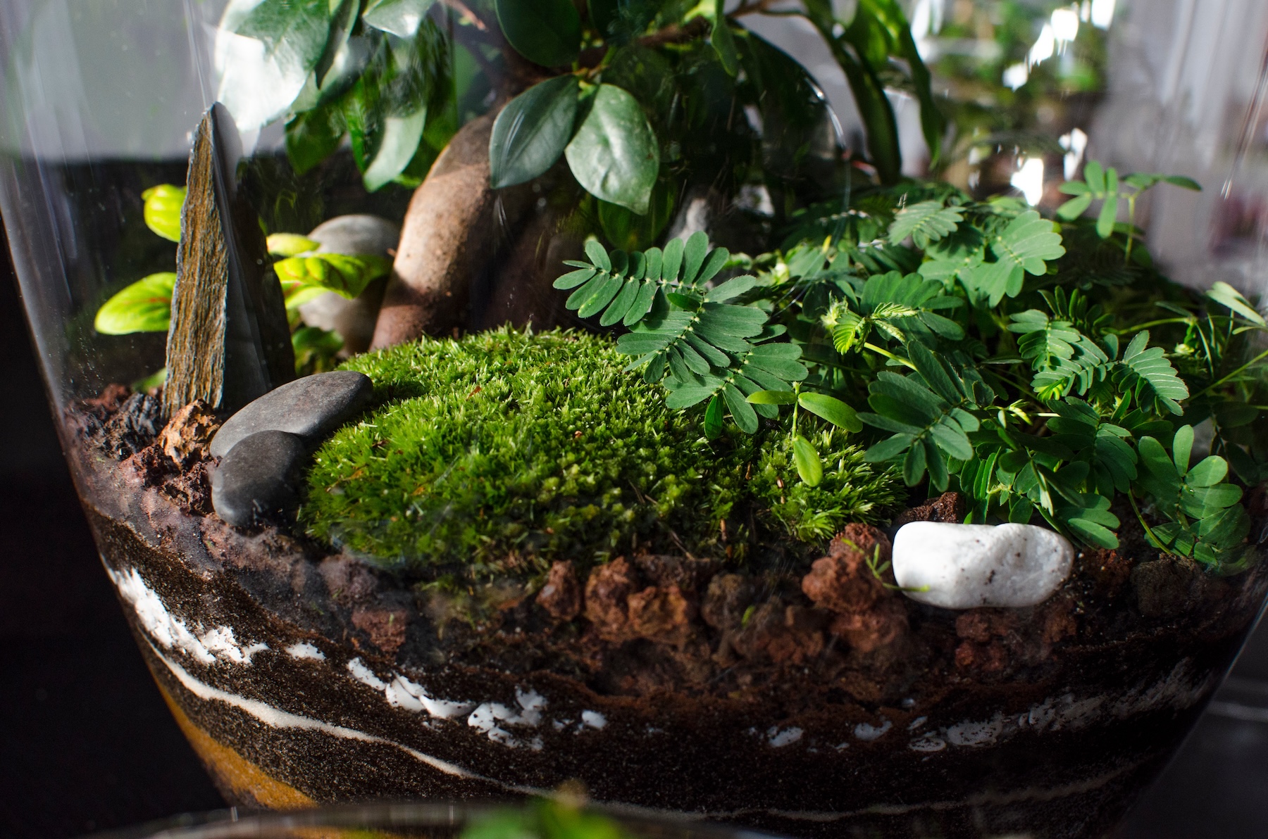 A terrarium showcasing a variety of greenery including lush moss and delicate fern leaves among a bed of earthy stones.