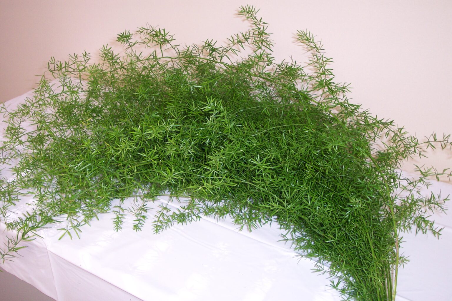 Plumosus vs Sprengeri for Floral Arrangements | Alpha Fern