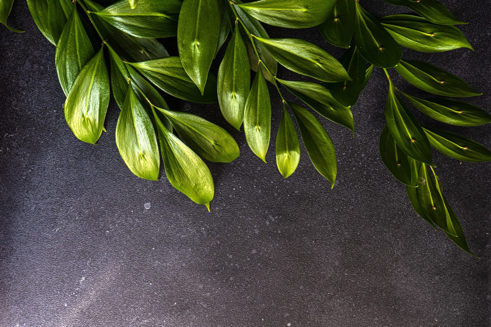7 Foliage and Ferns to Stock for Fall - Alpha Fern